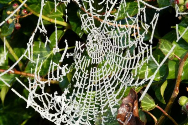 Spinnenweb Met Rijp