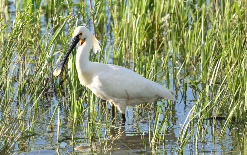 Vogels in de buurt: Vogeltrek komt op gang