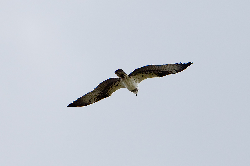 Vogels in de buurt: Wat brengt ons de vogeltrek?