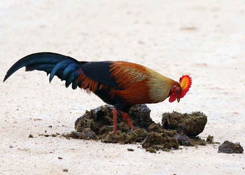 Lezing: Schitterende vogels en prachtige natuur van Sri Lanka