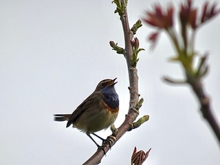 Start basiscursus vogelherkenning (inmiddels vol!)