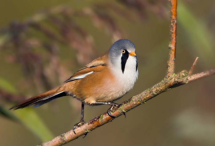 Vogels in de buurt: Eenden, maar misschien ook een baardmannetje